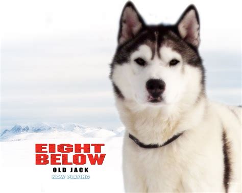 Eight Below Wallpapers